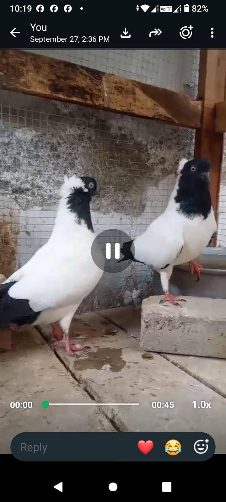 peogen 1