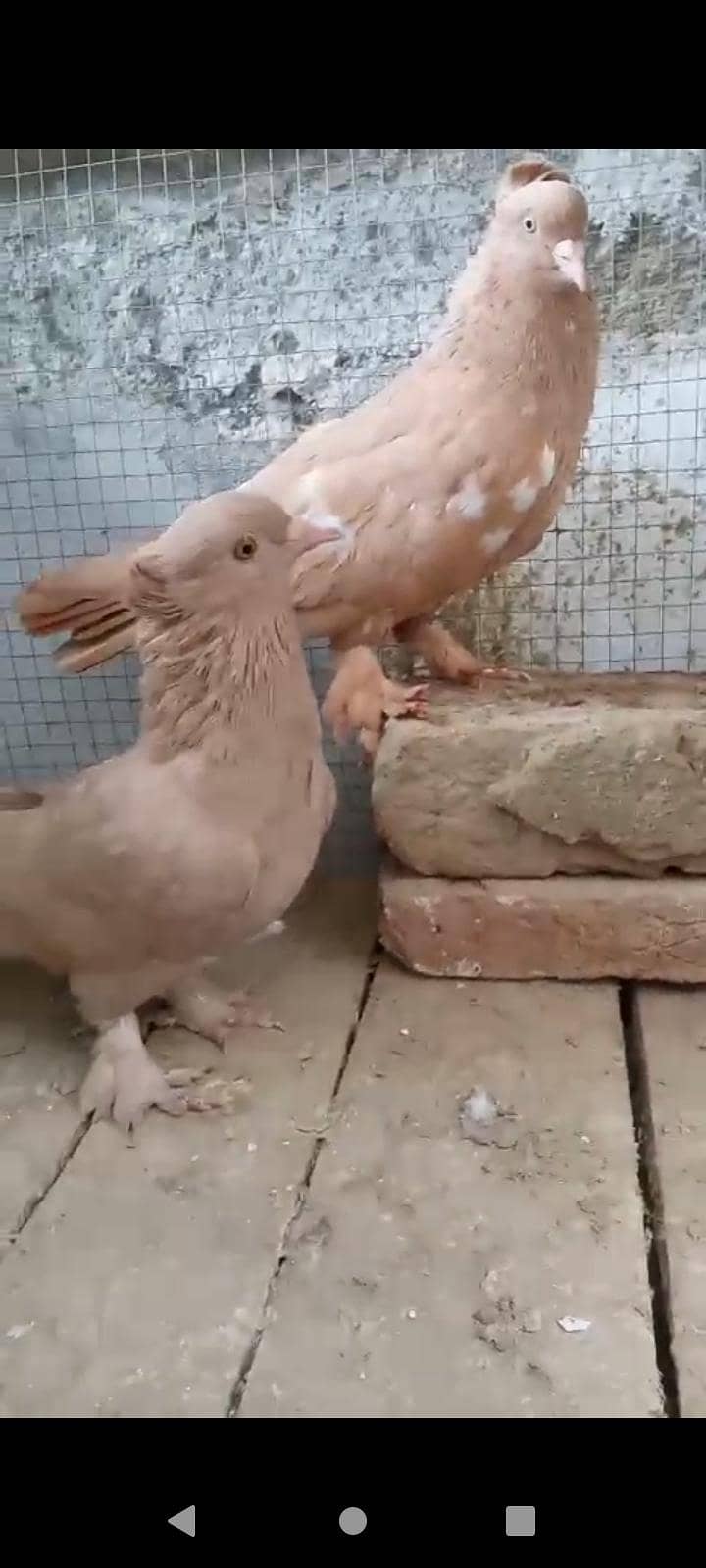 peogen 2