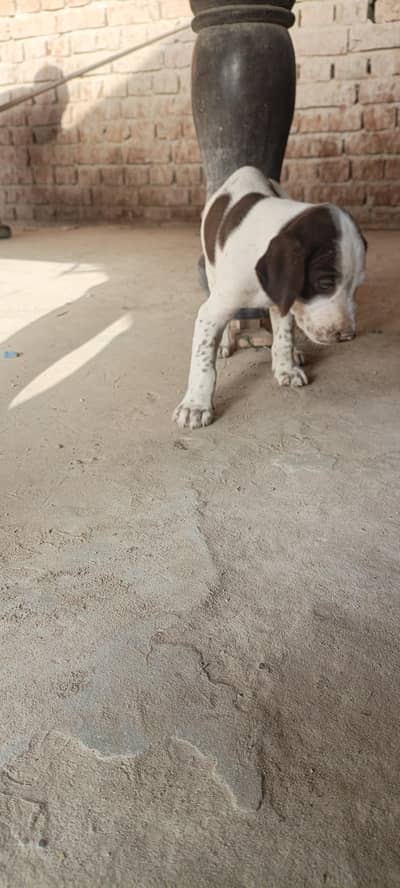 Pointer pair puppy 03047984183 Whatsapp