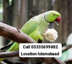Green Ring Neck Breeder Male Parrot Full Jumbo Size