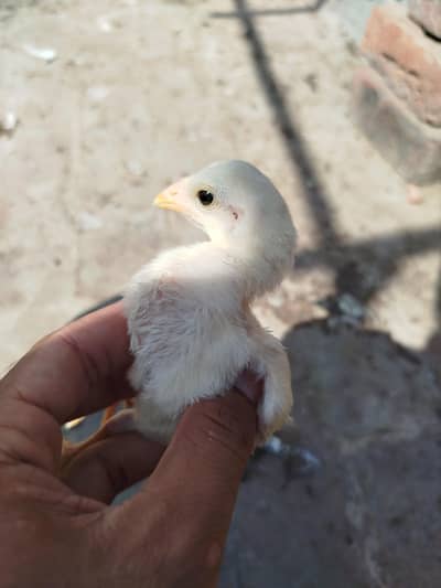 Heera chicks available