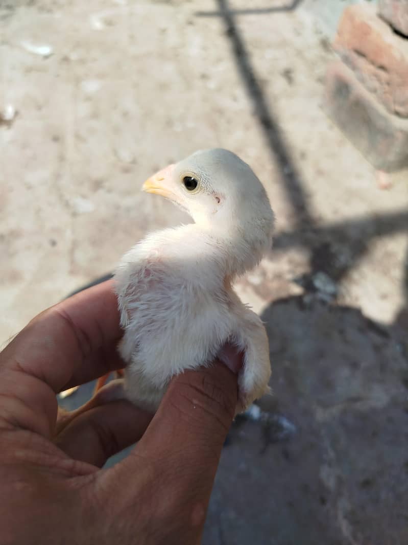 Heera chicks available 0