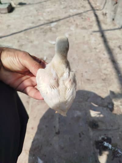 Heera chicks available