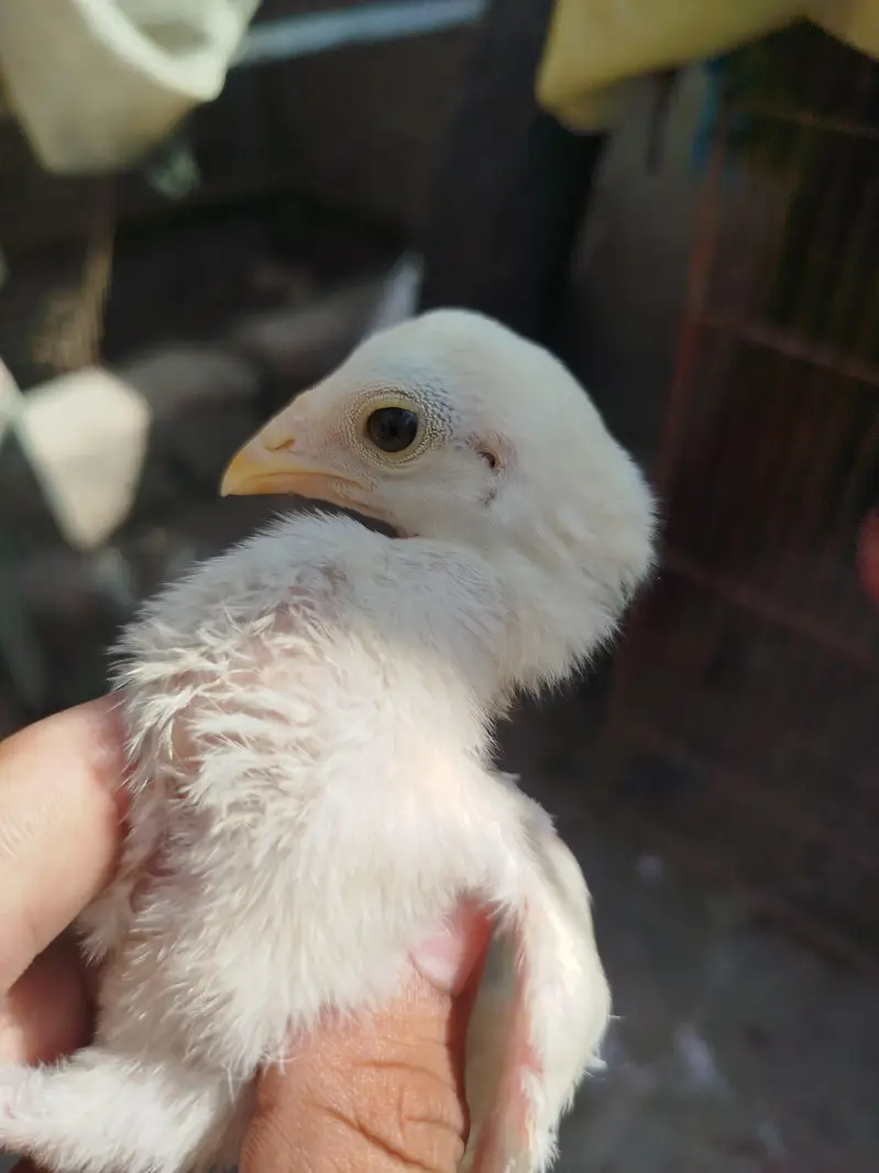 Heera chicks available — photo 3