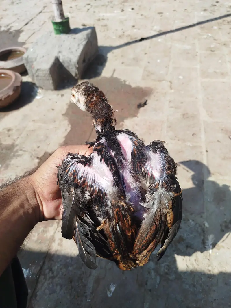 Heera chicks available — photo 4