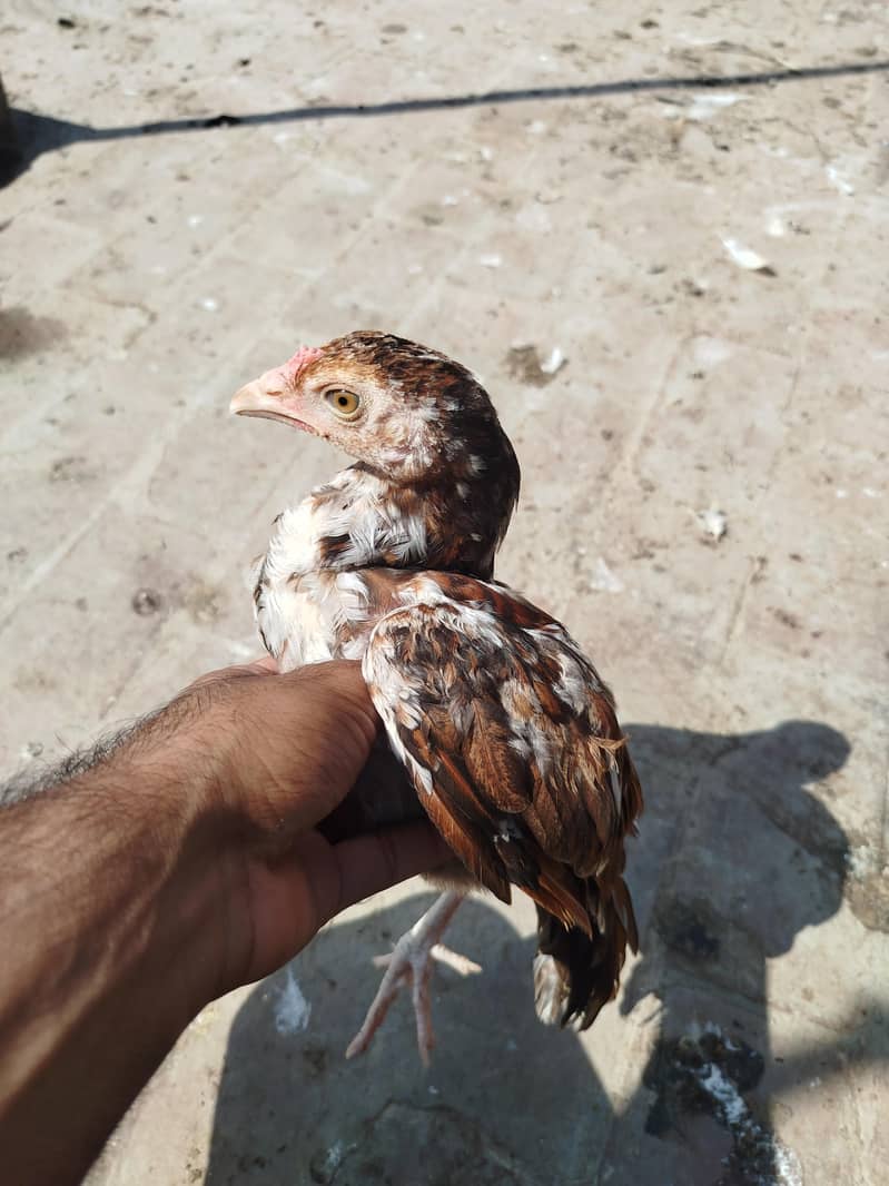 Heera chicks available 4