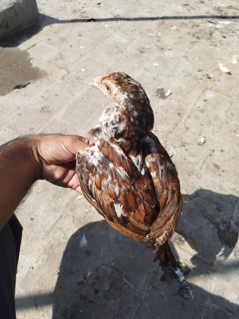 Heera chicks available 5