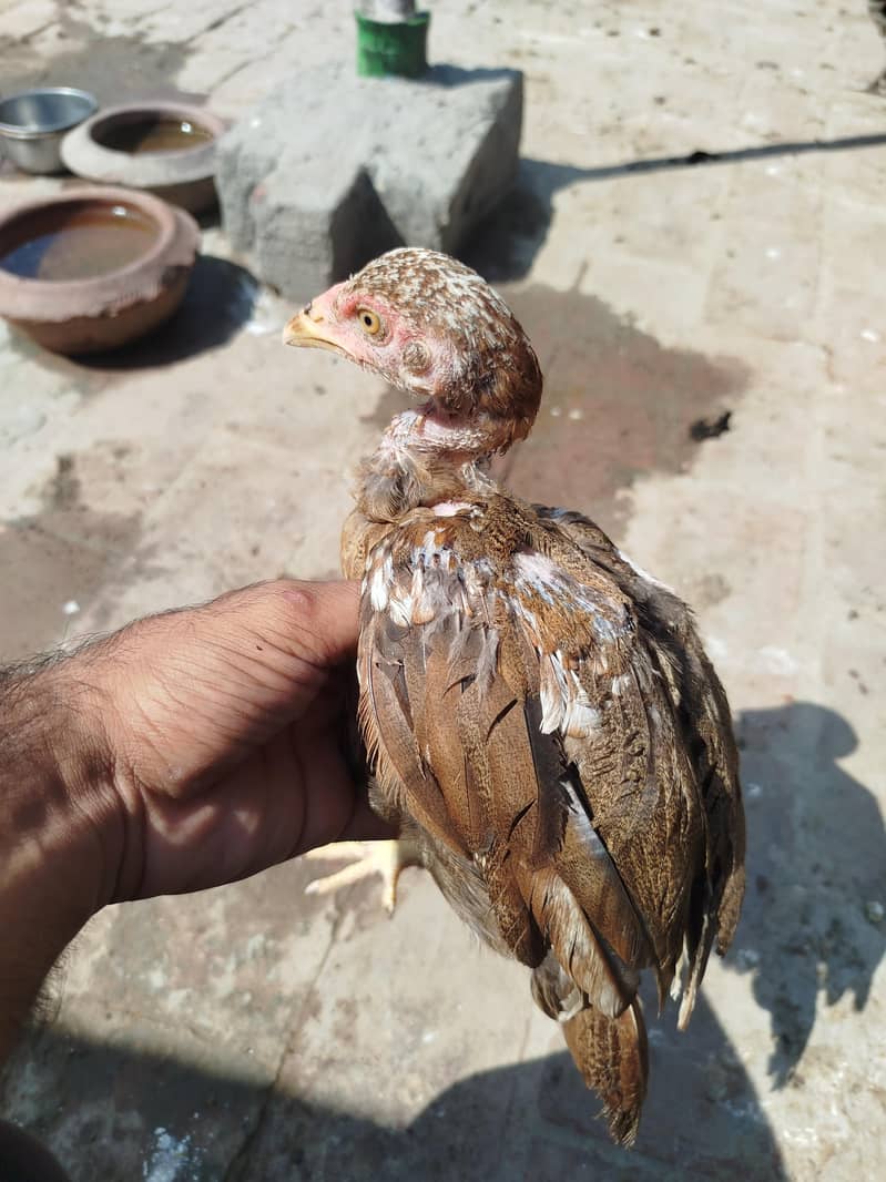 Heera chicks available 6