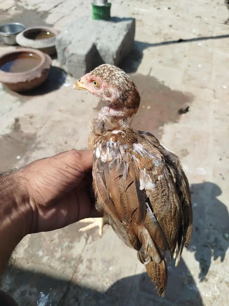 Heera chicks available — photo 7