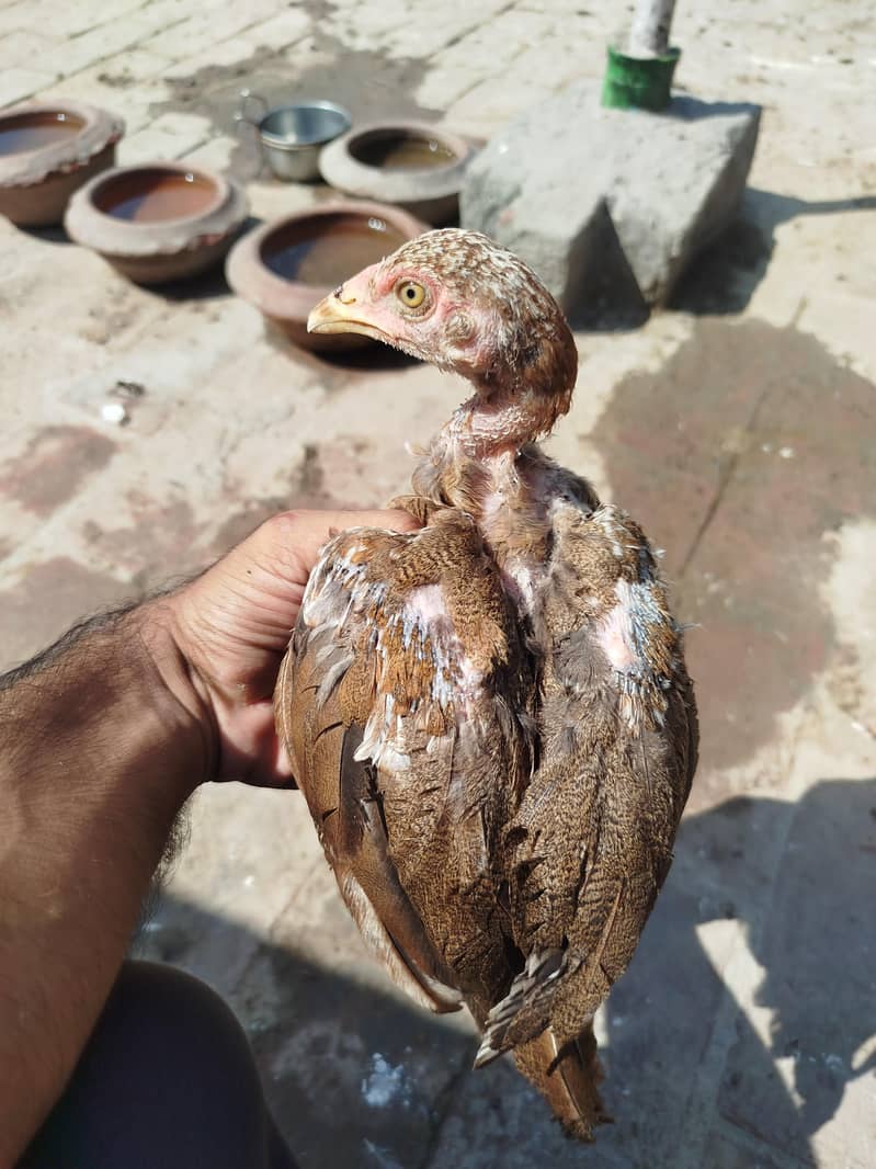 Heera chicks available 7