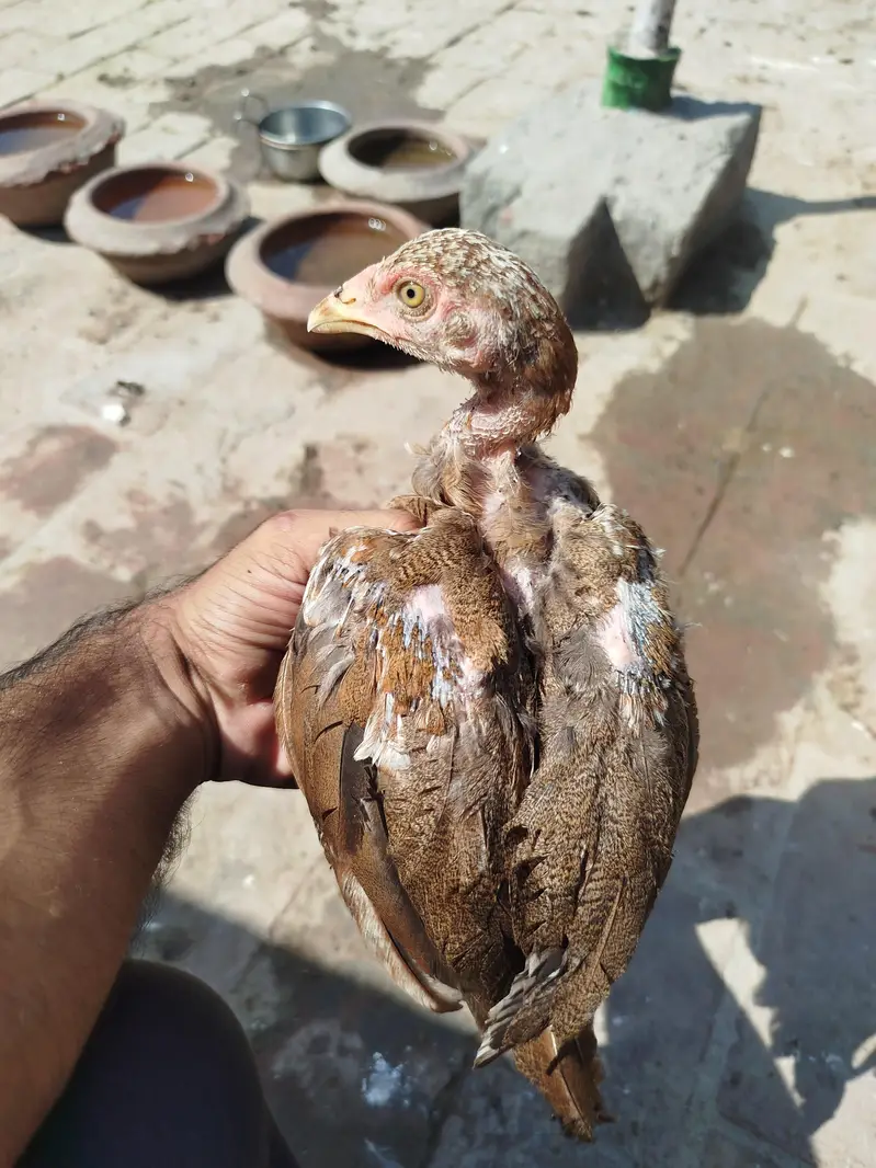 Heera chicks available — photo 8