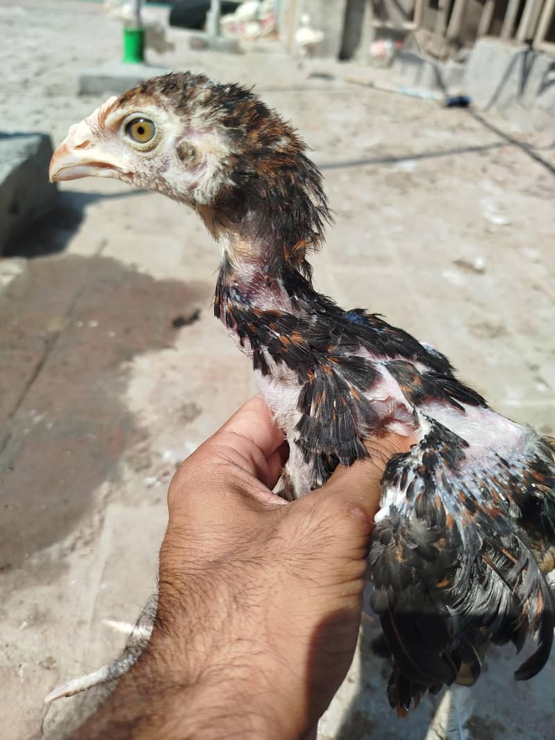 Heera chicks available 8