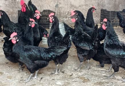 Austrolop Pure Breed