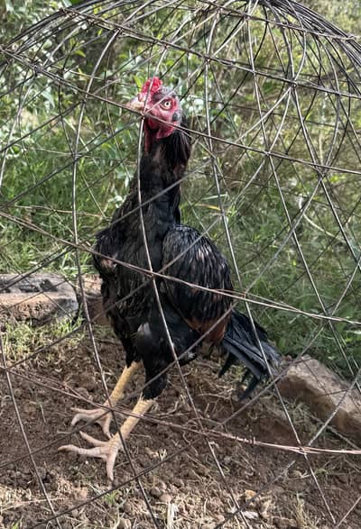 Aseel Game Fowl.