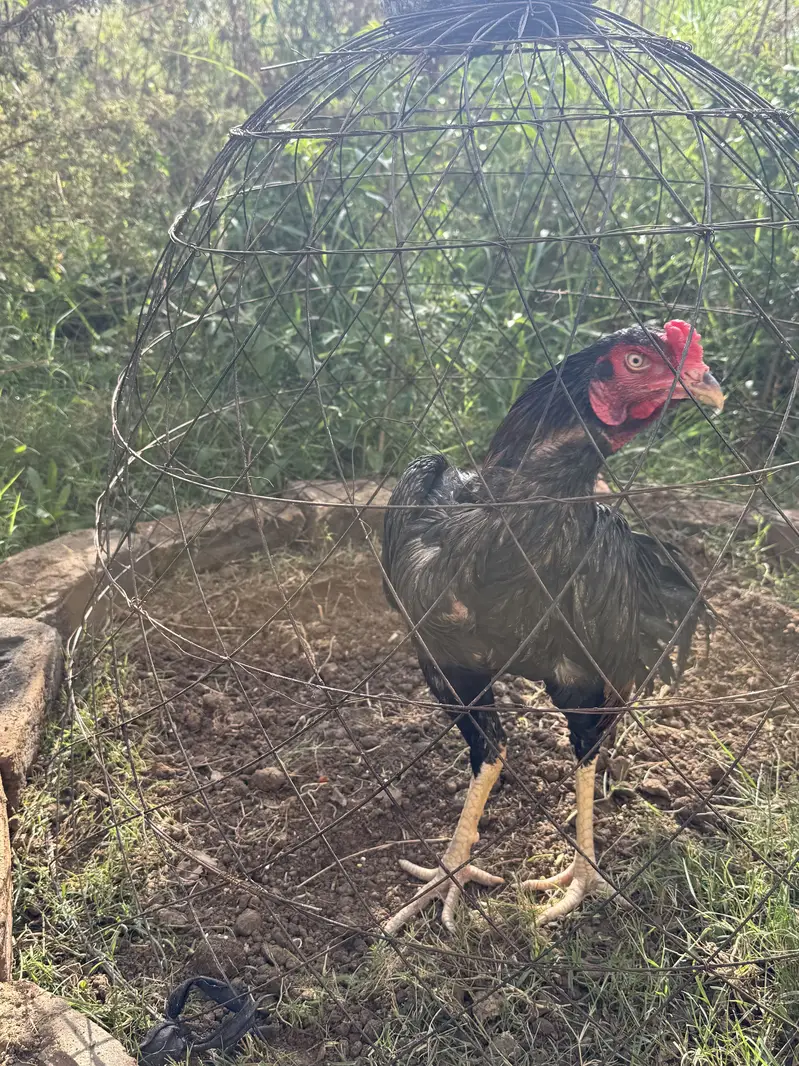 Aseel Game Fowl. — photo 2