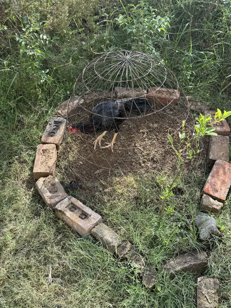 Aseel Game Fowl. — photo 3