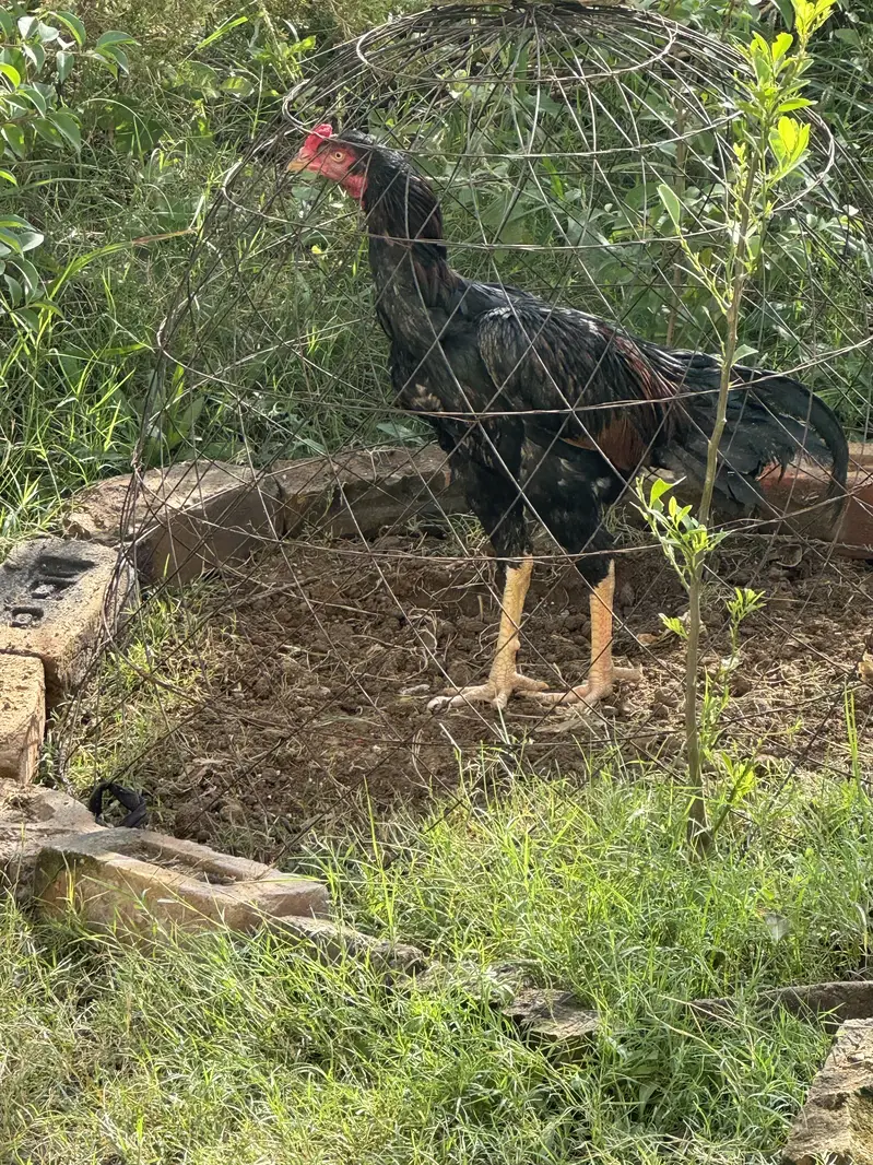 Aseel Game Fowl. — photo 4