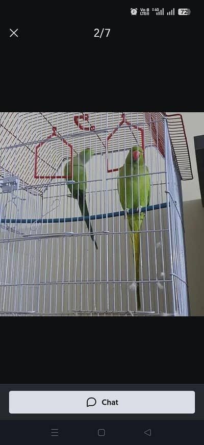 talketive green ringneck breader pair and more parrots