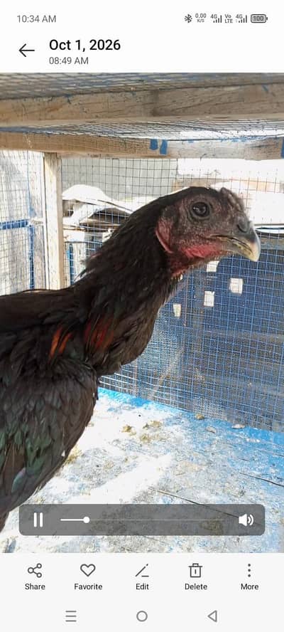 pure supreme quality dragon male patthay available 03126612828