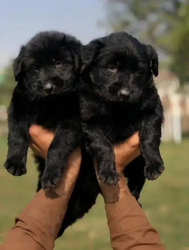 German shepherd puppies / long coat / gsd / German shepherd pair — photo 5