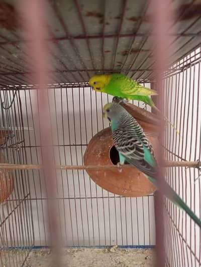 Australia bajri parrot