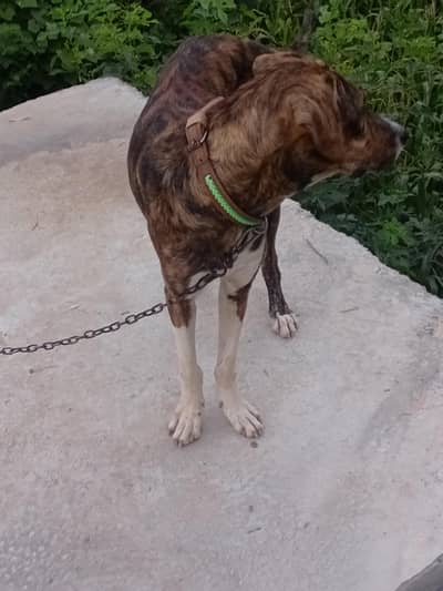 beautiful dog