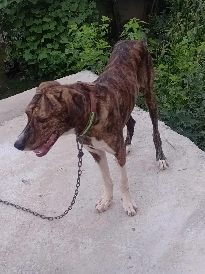 beautiful dog — photo 2
