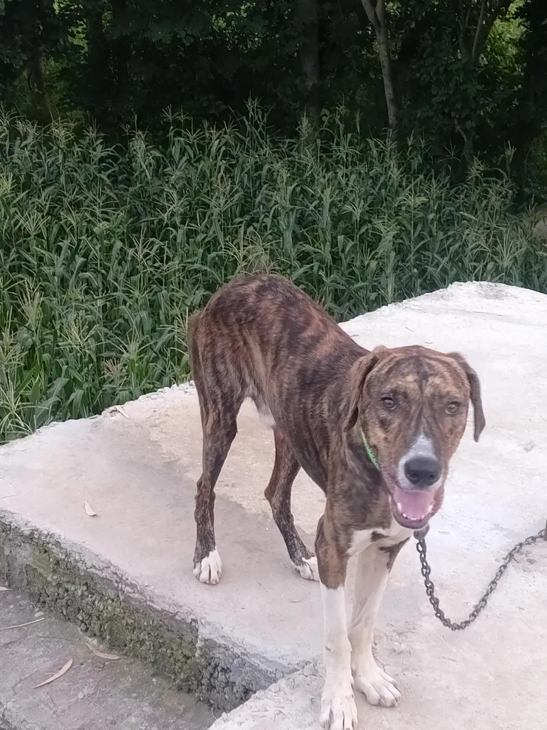 beautiful dog — photo 3