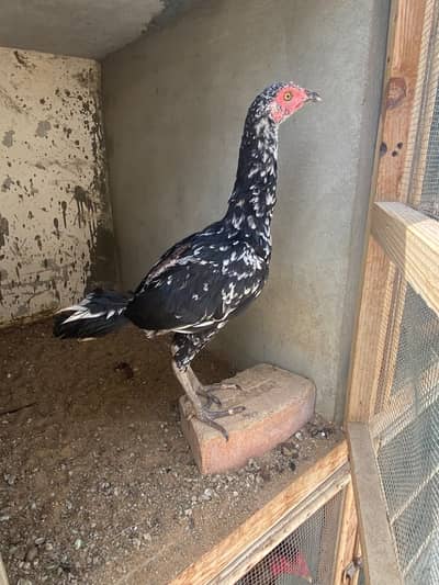 Aseel Phatte for sell