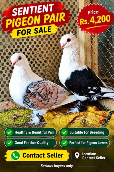 Sentient Breeder Karbelai Male Gubara Male short face pair available