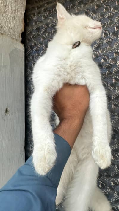 male cate