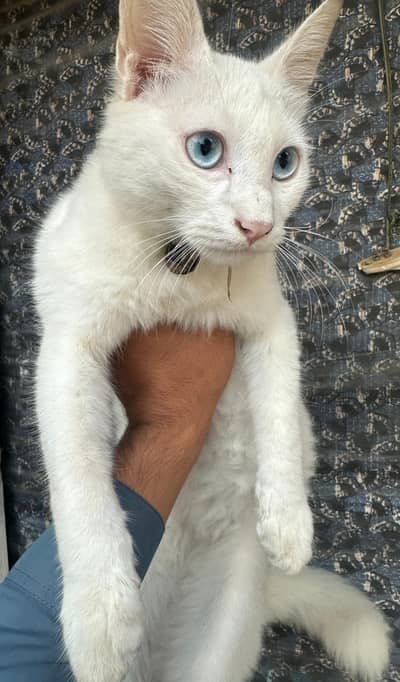 Persian blue eye