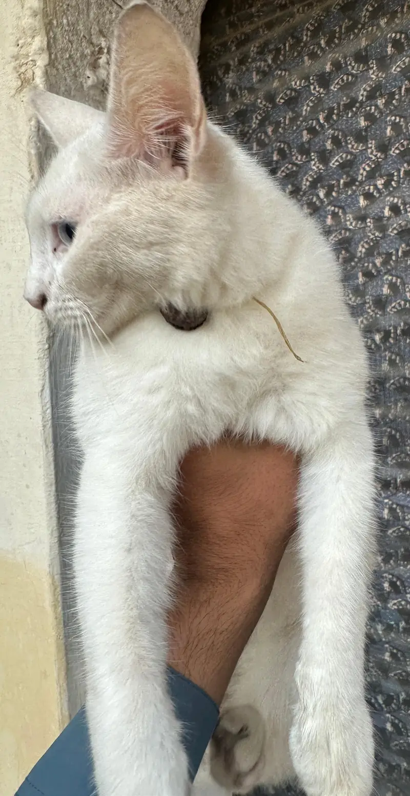Persian blue eye — photo 3