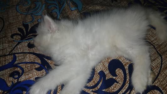 triple Coat Persian Cat with Blue Eyes