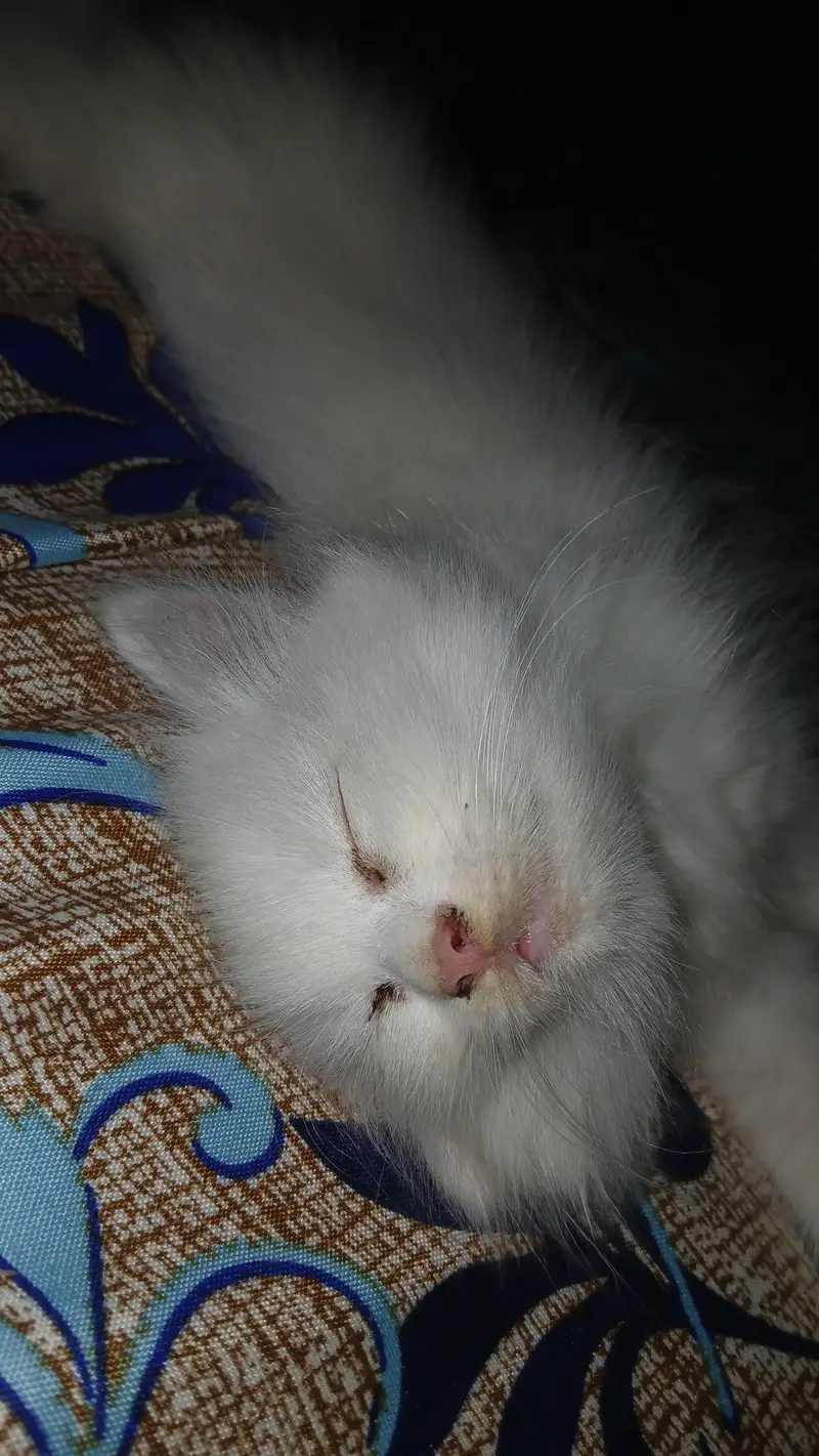 triple Coat Persian Cat with Blue Eyes — photo 2
