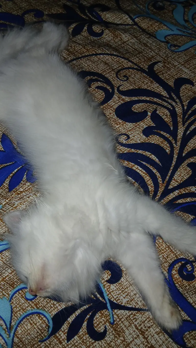 triple Coat Persian Cat with Blue Eyes — photo 3
