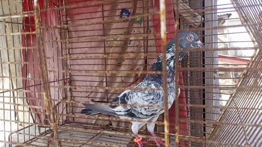 High Quality kabli pairs for sale