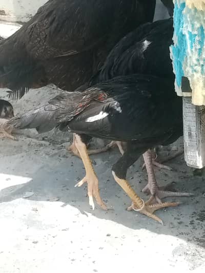 only chicks For sale
