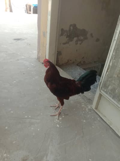 golden mesri hens and Piyor dessi murgy