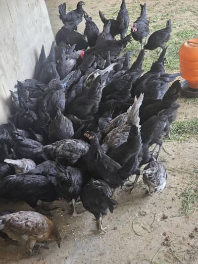 Australorp Hen