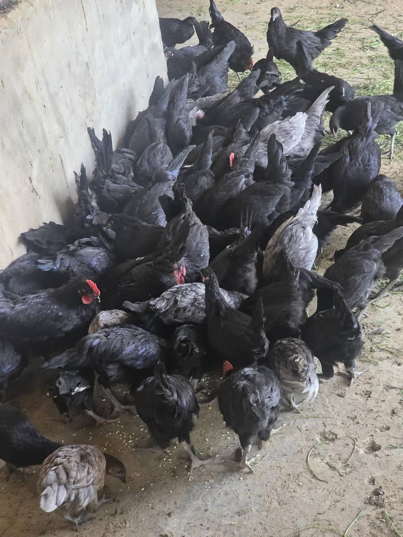 Australorp Hen 1