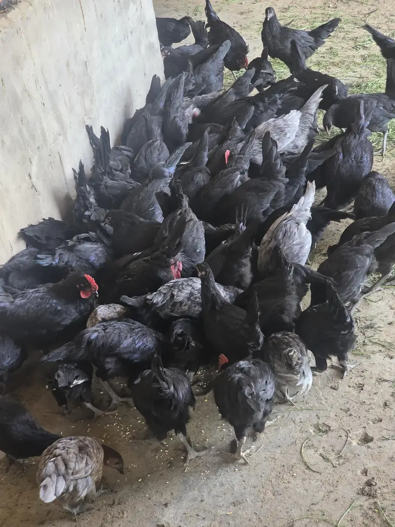 Australorp Hen — photo 2