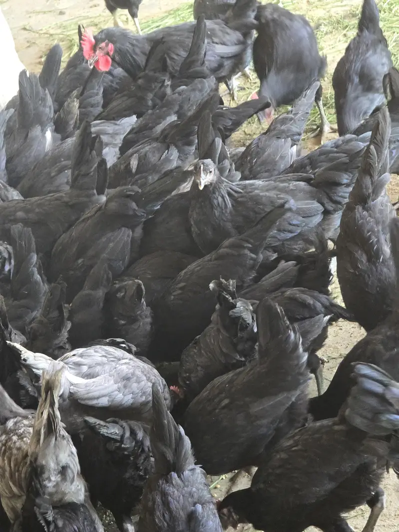 Australorp Hen — photo 3