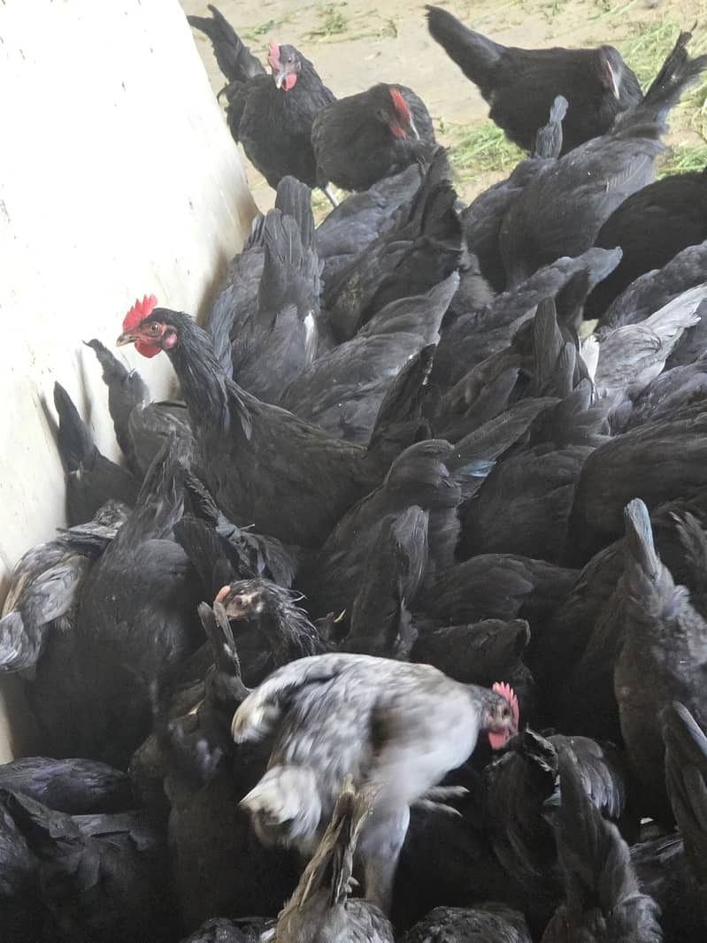 Australorp Hen 3