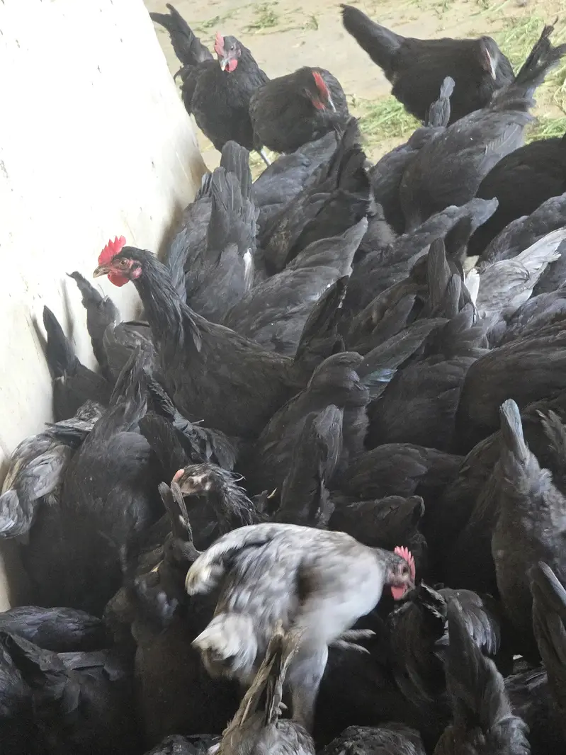 Australorp Hen — photo 4