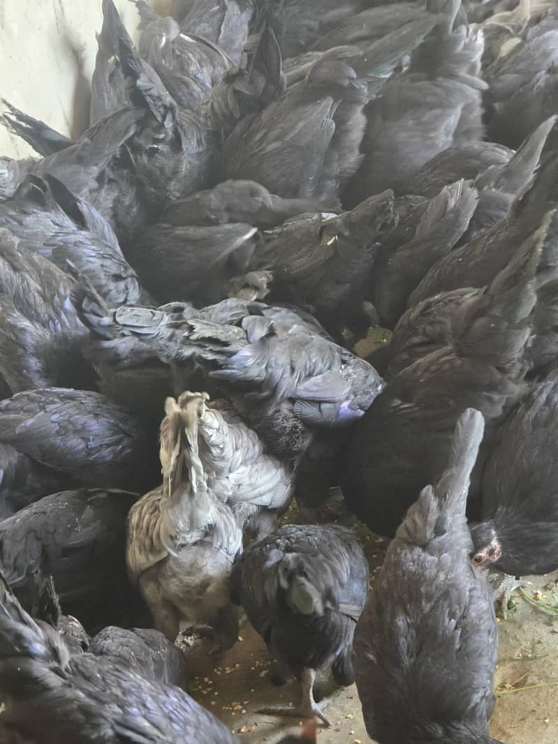 Australorp Hen 4