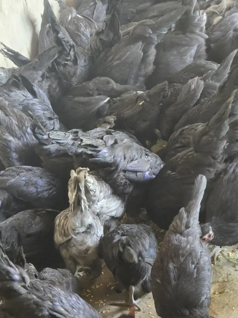 Australorp Hen — photo 5