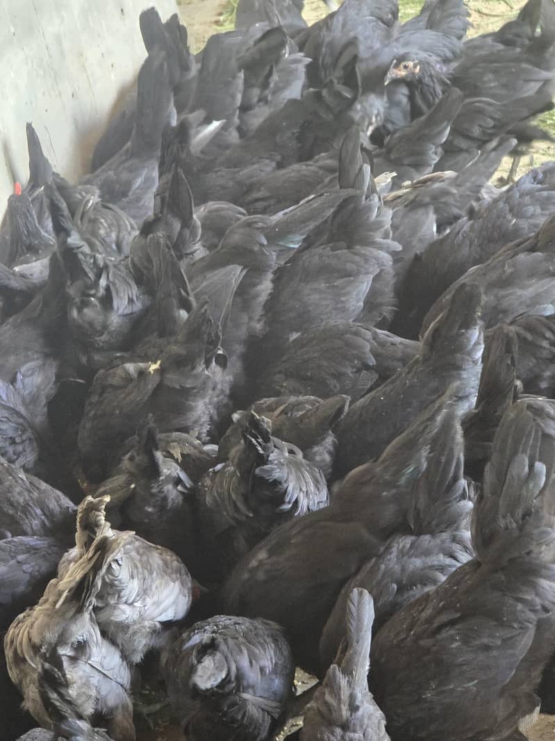 Australorp Hen 5