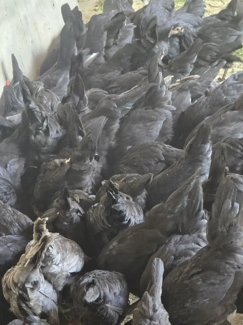 Australorp Hen — photo 6