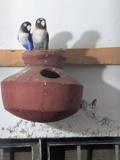 love bird pair